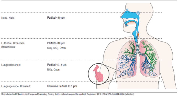 Respirationstrakt De