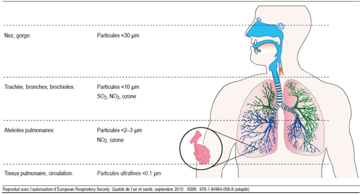 Respirationstrakt Fr